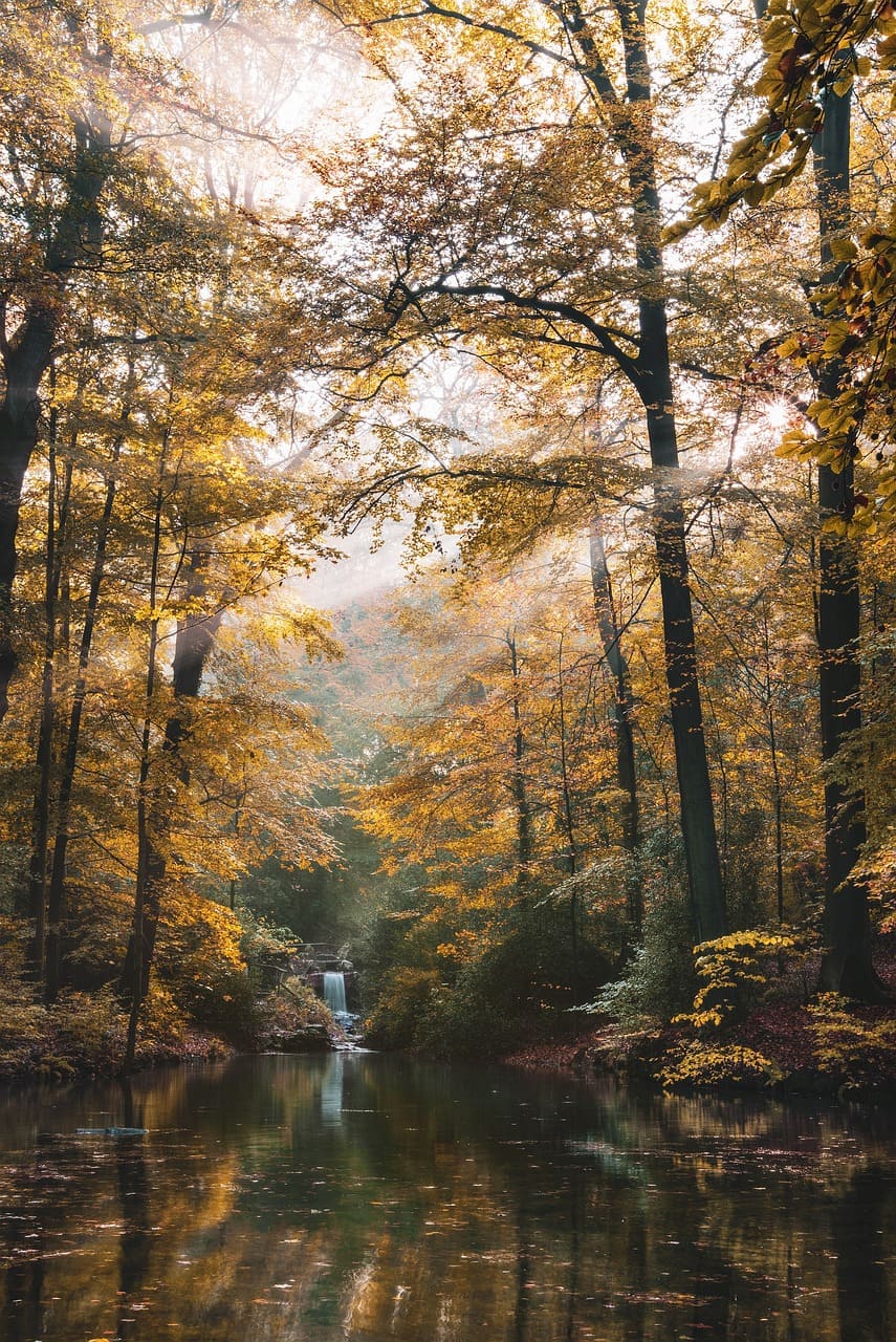 Herbst Wald